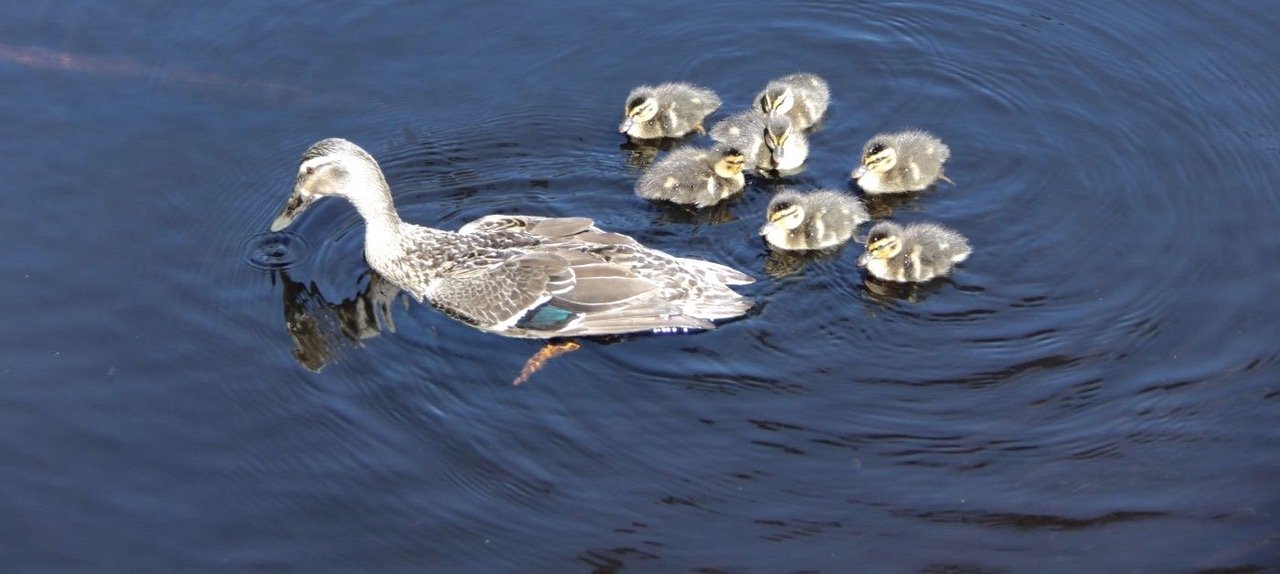 j6-2987-parc-nga-manu-animaux-1400x933